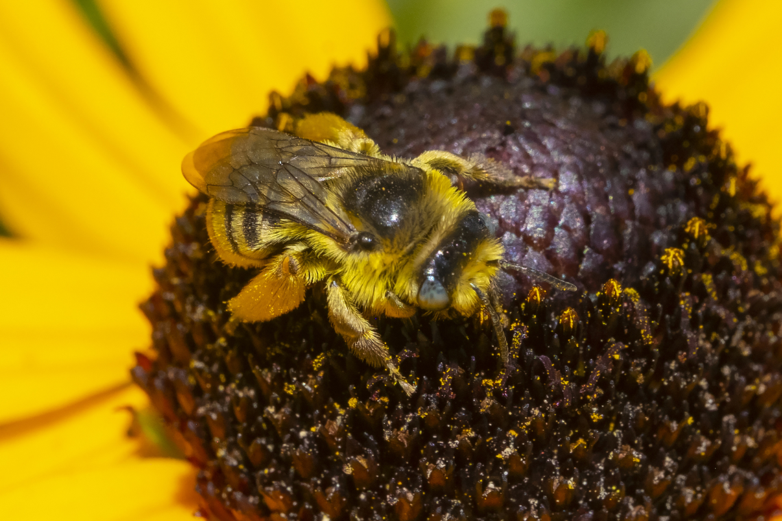 Bee - very much resembles Eumelissodes subgenus  Geotagged,Summer,United States