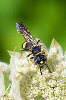 humped beewolf  Geotagged,Humped Beewolf,Philanthus gibbosus,Summer,United States