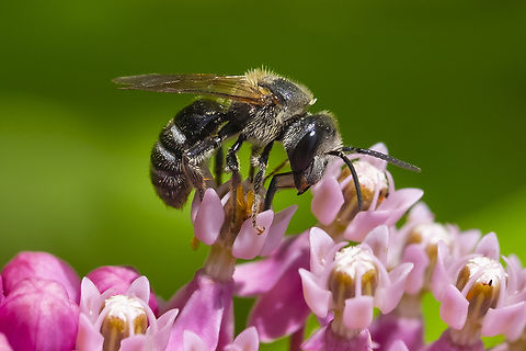 Lassioglossum sp.  Geotagged,Summer,United States