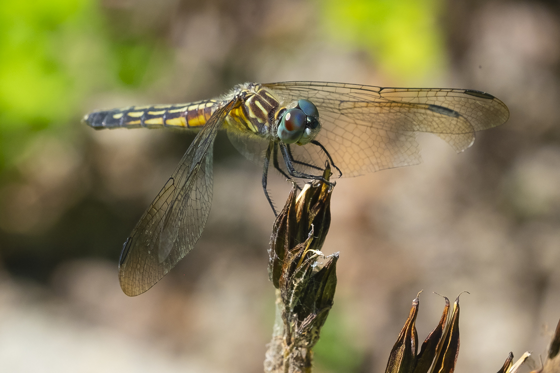 female blue dasher  Blue dasher,Geotagged,Pachydiplax longipennis,Summer,United States