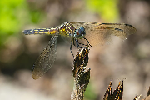 female blue dasher  Blue dasher,Geotagged,Pachydiplax longipennis,Summer,United States