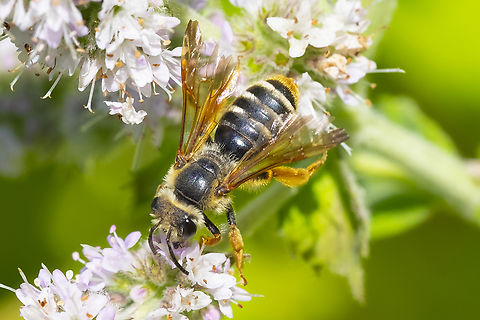 Prunus Miner Bee