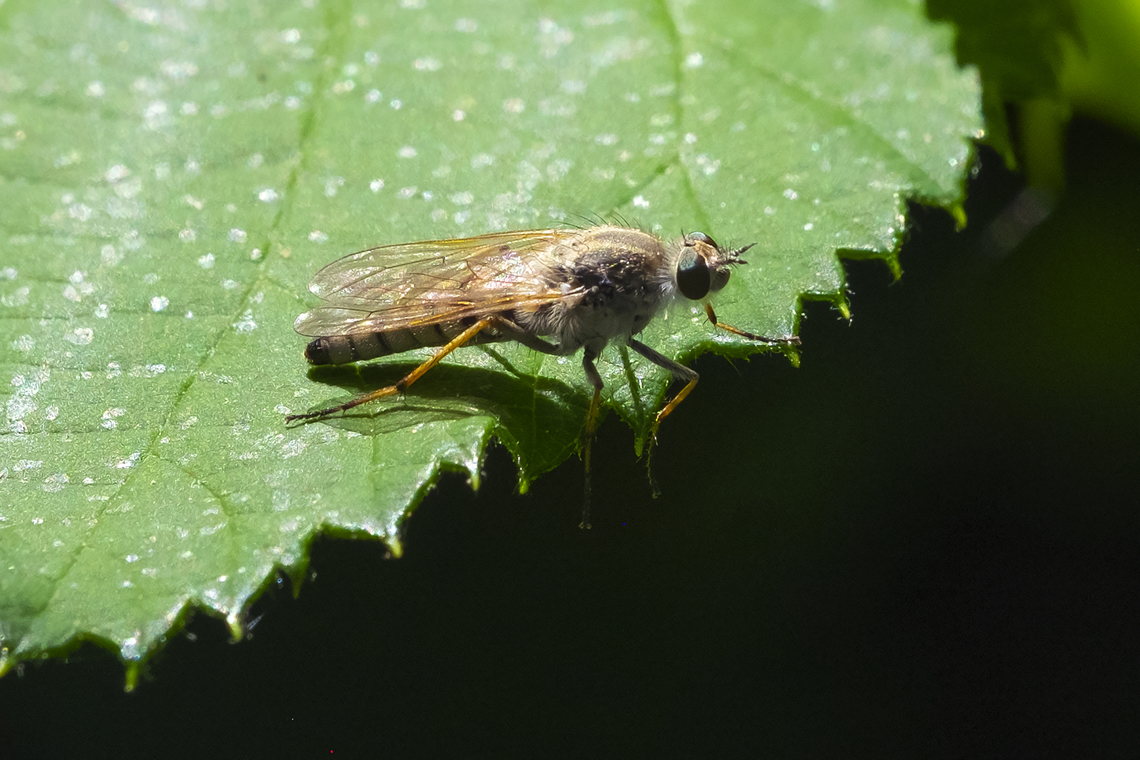 stiletto fly Therevinae  Geotagged,Summer,United States