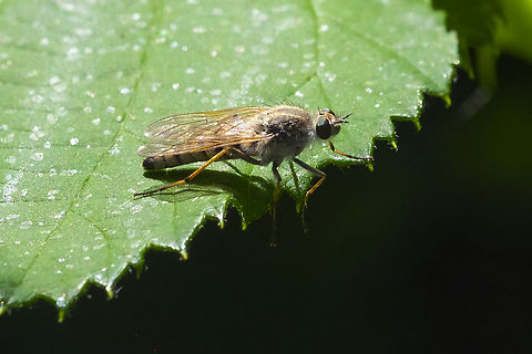 stiletto fly Therevinae  Geotagged,Summer,United States
