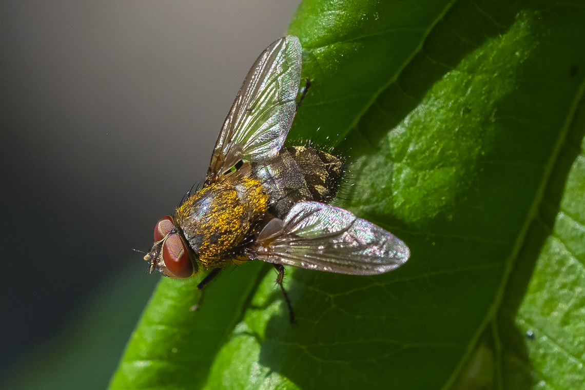 Cluster fly - Pollenia sp. ID to species level more advanced than I (and unlikely from photos alone)... only 6 species in the US. P. griseotomentosa, P. rudis, P. pediculata, P. vagabunda, P. angustigena, P. labialis)<br />
<br />
Wonderful coppery hair though..  Geotagged,Summer,United States