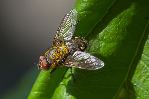Cluster fly - Pollenia sp. ID to species level more advanced than I (and unlikely from photos alone)... only 6 species in the US. P. griseotomentosa, P. rudis, P. pediculata, P. vagabunda, P. angustigena, P. labialis)

Wonderful coppery hair though..  Geotagged,Summer,United States