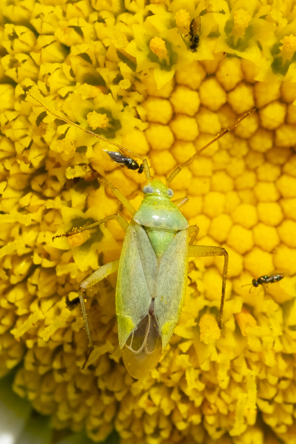 Strawberry bug  Closterotomus norvegicus,Geotagged,Potato Mirid,Summer,United States