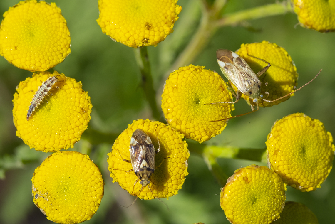plant bug life I swear I found them like this... all laid out and ready for a text book - hunting nymph (lacewing - though in a matching color scheme..), western tarnished plant bugs, sub adult and full sized..  Geotagged,Lygus hesperus,Summer,United States,Western tarnished plant bug