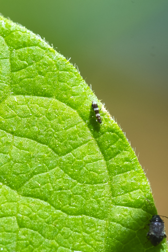 predatory thrip tiny! Aeolothrips auricestus,Geotagged,Summer,United States