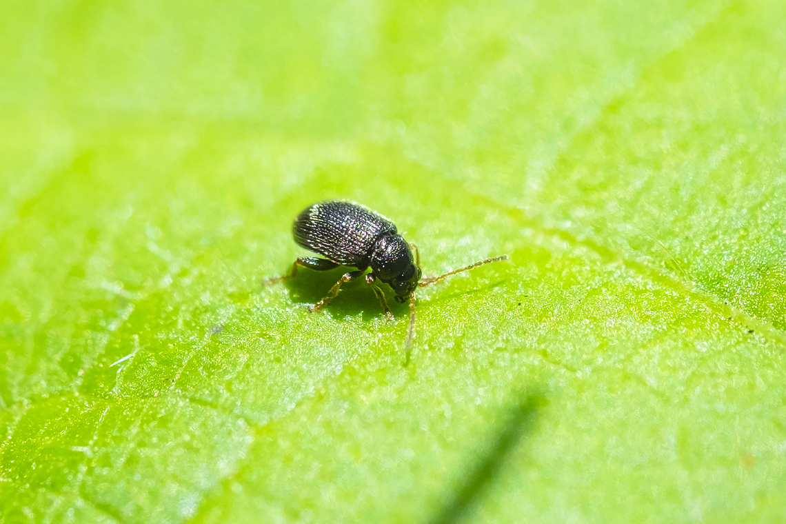 tuber flea beetle Hanging out on bean plants... but next to heavily damaged potato plants. One nice thing about finding agricultural pests... they are well documented, often with good ID guides for the less experienced. Epitrix tuberis,Geotagged,Summer,United States
