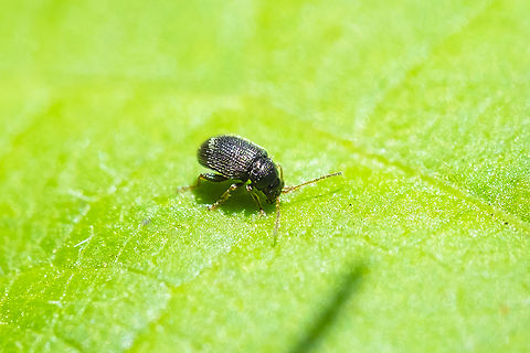 tuber flea beetle Hanging out on bean plants... but next to heavily damaged potato plants. One nice thing about finding agricultural pests... they are well documented, often with good ID guides for the less experienced. Epitrix tuberis,Geotagged,Summer,United States