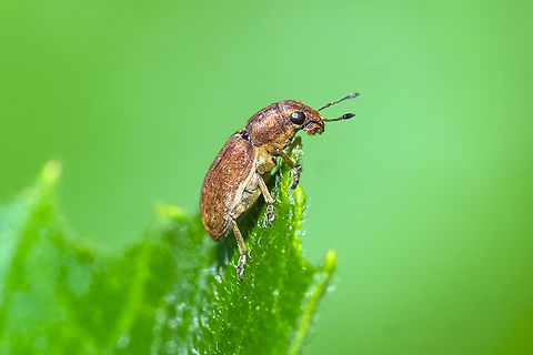 pea leaf weevil  Geotagged,Sitona lineatus,Summer,United States