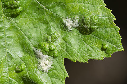 Grape erineum mite  Eriophyes vitis,Geotagged,Grape Erinose Mite,Summer,United States