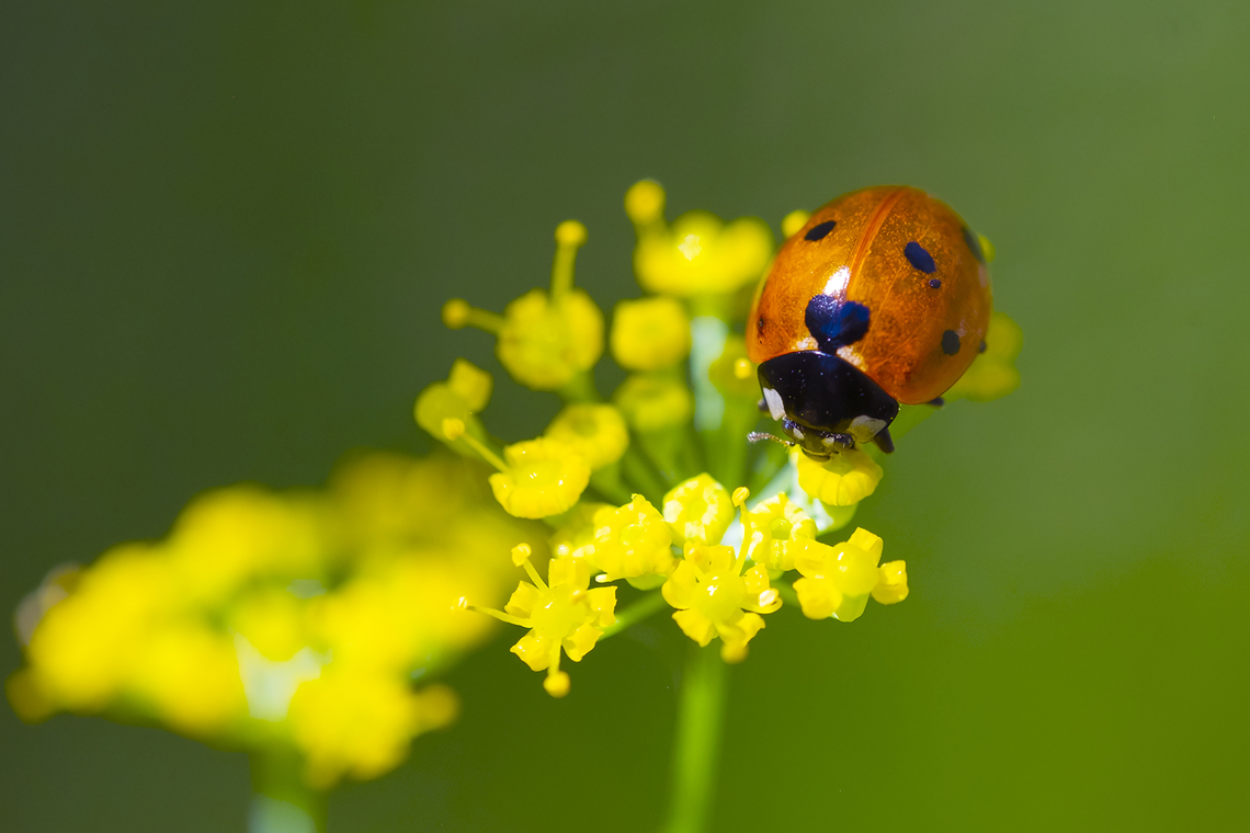 7 spot ladybird  Coccinella septempunctata,Geotagged,Seven-spotted Lady Beetle,Summer,United States