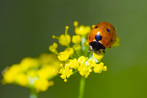 7 spot ladybird  Coccinella septempunctata,Geotagged,Seven-spotted Lady Beetle,Summer,United States