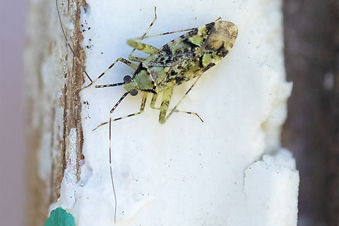 Phytocoris tiliae plant bug introduced Geotagged,Phytocoris tiliae,Summer,United States