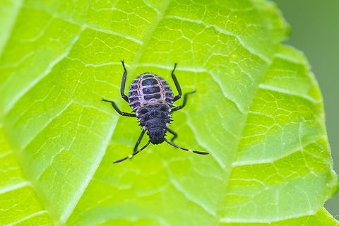 brown marmorated stink bug nymph  Brown marmorated stink bug,Geotagged,Halyomorpha halys,Summer,United States