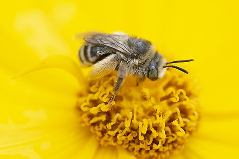 longhorn bee female only the males have long antenna...  Geotagged,Summer,United States