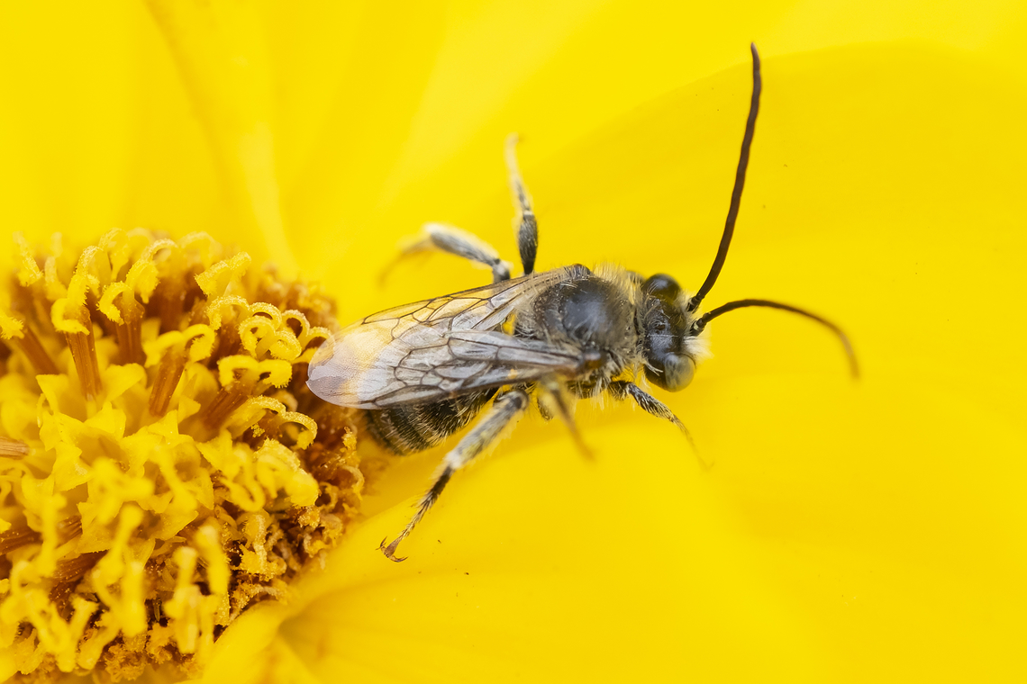 longhorn bee male this was relatively early in the day on a cooler morning. There were a number of these small longhorns, both male and female, and some bumblebees resting in these flowers until it was warm enough to fly. Geotagged,Summer,United States
