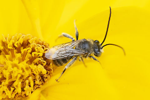 longhorn bee male this was relatively early in the day on a cooler morning. There were a number of these small longhorns, both male and female, and some bumblebees resting in these flowers until it was warm enough to fly. Geotagged,Summer,United States