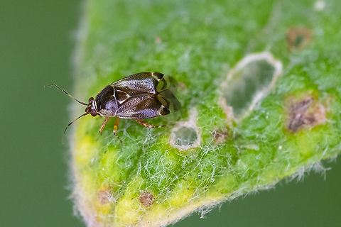 Plant bug - Deraeocoris?  Geotagged,Summer,United States