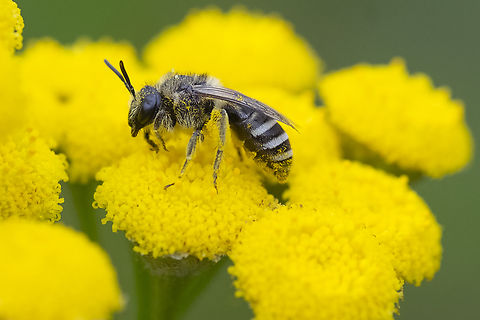 sweat bee  Geotagged,Halictus farinosus,Summer,United States,Wide-striped Sweat Bee