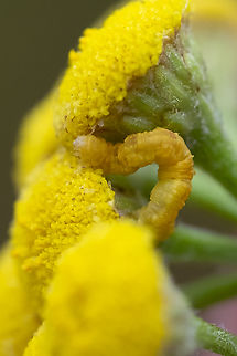 little yellow inch worm not sure if this is a moth caterpillar or a sawfly larvae.. well camouflaged on the yellow flowers Geotagged,Summer,United States