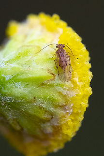 Bark louse It looks a bit like a bedbug with wings...  Ectopsocus meridionalis,Geotagged,Summer,United States
