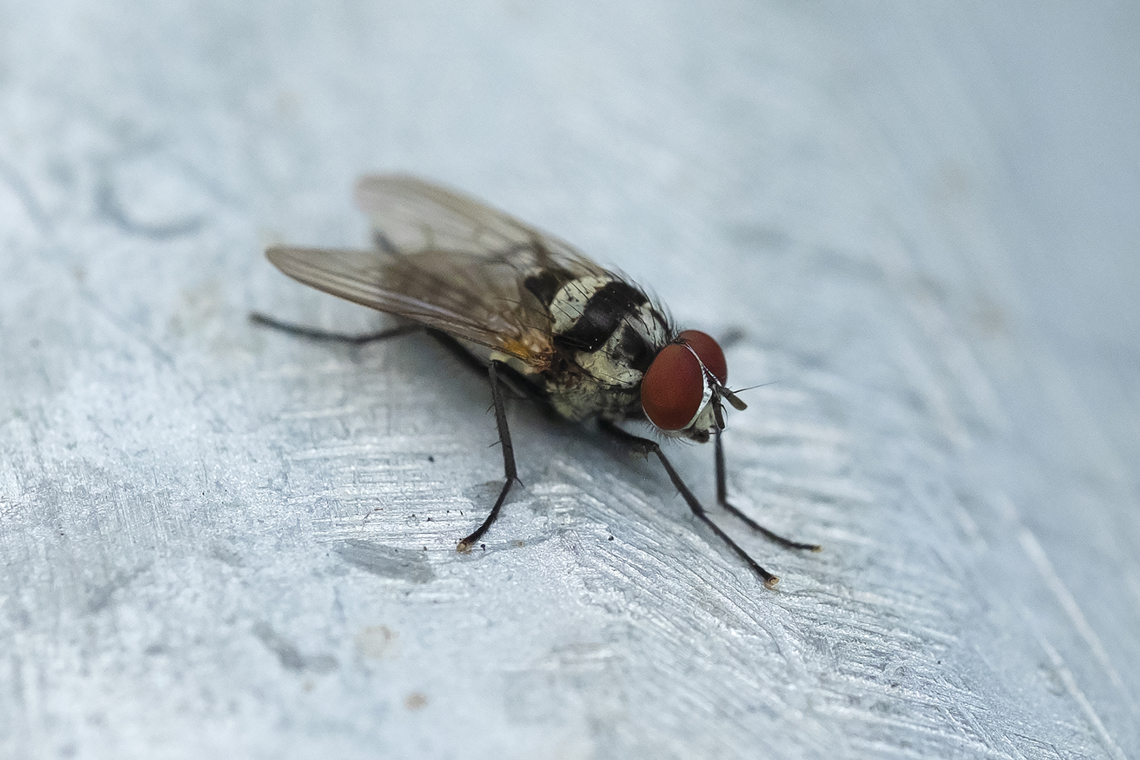 root maggot fly  Anthomyia oculifera,Geotagged,Summer,United States