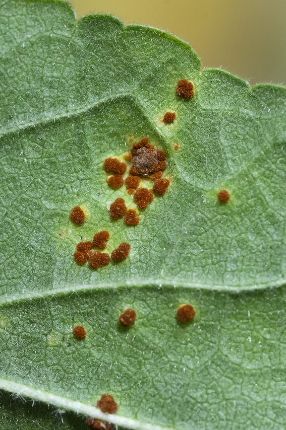 mallow rust  Geotagged,Mallow Rust,Puccinia malvacearum,Summer,United States