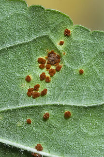 mallow rust  Geotagged,Mallow Rust,Puccinia malvacearum,Summer,United States