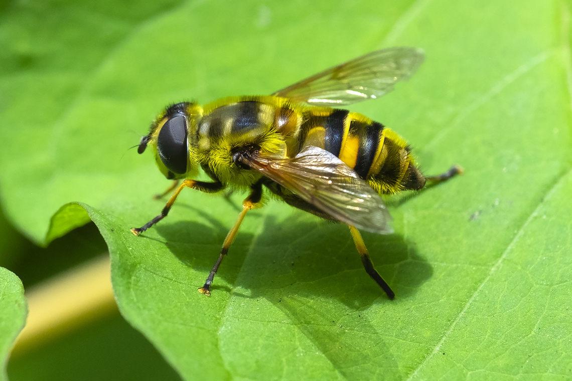 yellow-haired sun fly introduced Geotagged,Myathropa florea,Summer,United States,Yellow-haired Sun Fly