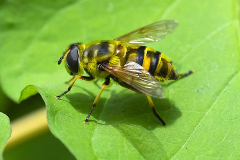 yellow-haired sun fly introduced Geotagged,Myathropa florea,Summer,United States,Yellow-haired Sun Fly