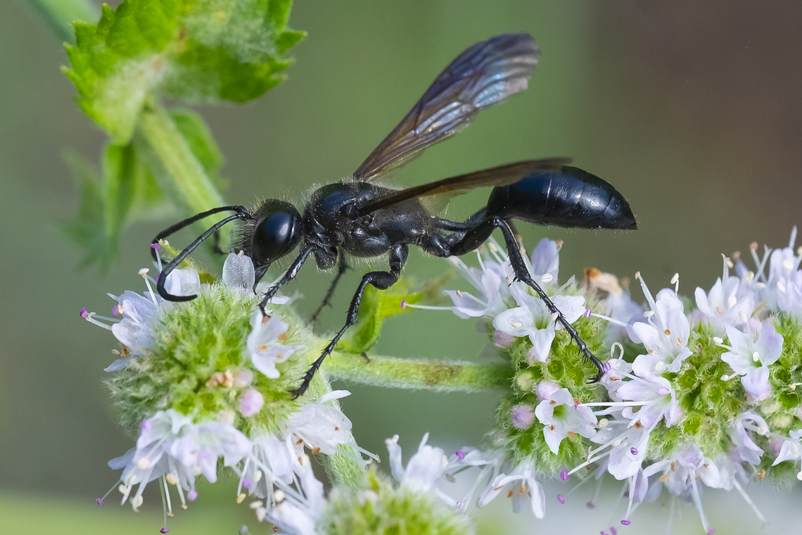 Mexican grass carrying wasp fast and twitchy - but they loooove mint Geotagged,Grass-carrying Wasp,Isodontia mexicana,Summer,United States