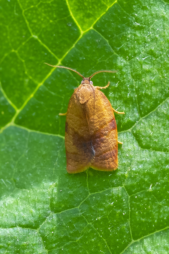 privet tortrix  Clepsis consimilana,Geotagged,Privet tortrix,Summer,United States