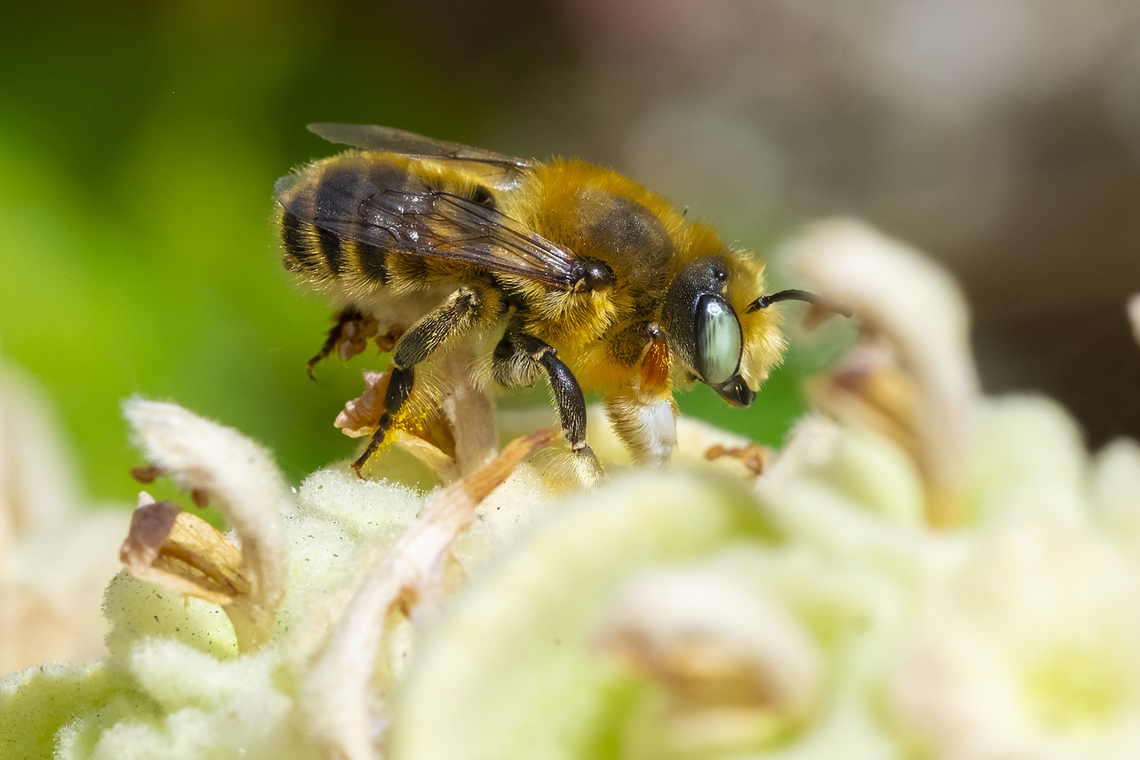 Large orangeish bee very active, hanging out (and sparring with) with wool carder bees Geotagged,Summer,United States