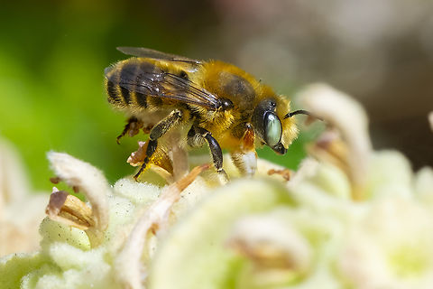 Large orangeish bee very active, hanging out (and sparring with) with wool carder bees Geotagged,Summer,United States