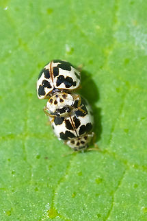 white lady beetles making more little lady beetles..  Geotagged,Psyllobora borealis,Summer,United States