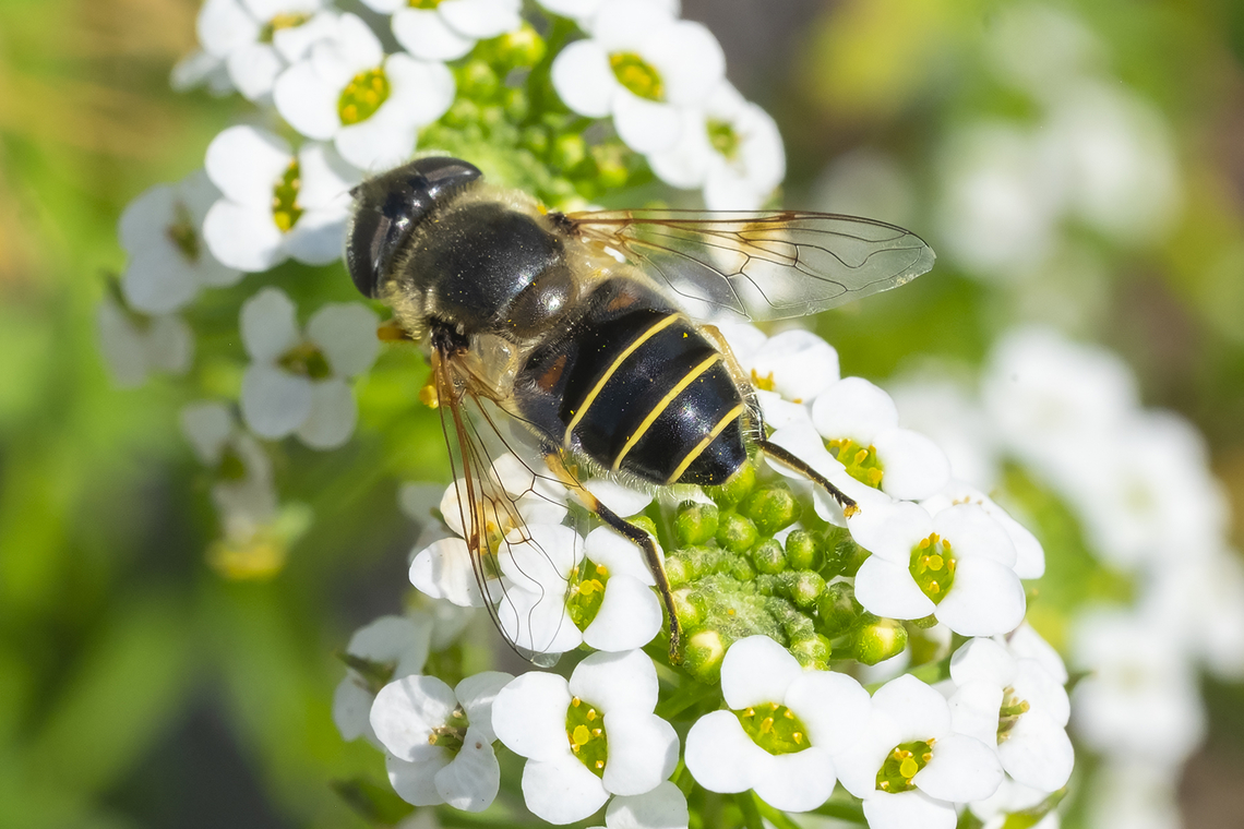 dusky drone fly  Eristalis obscura,Geotagged,Summer,United States
