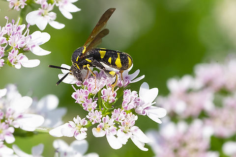 Leucospis affinis This wasp may just win the weirdest wasp I've ever seen award..  Geotagged,Leucospis affinis,Summer,United States
