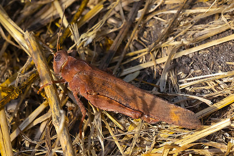 Carolina grasshopper Normally hard to sneak up on... but I believe this fellow is blind in the eye facing the camera.. she was definitely alive, but didn't notice me until I tried to touch her. Carolina grasshopper,Dissosteira carolina,Geotagged,Summer,United States