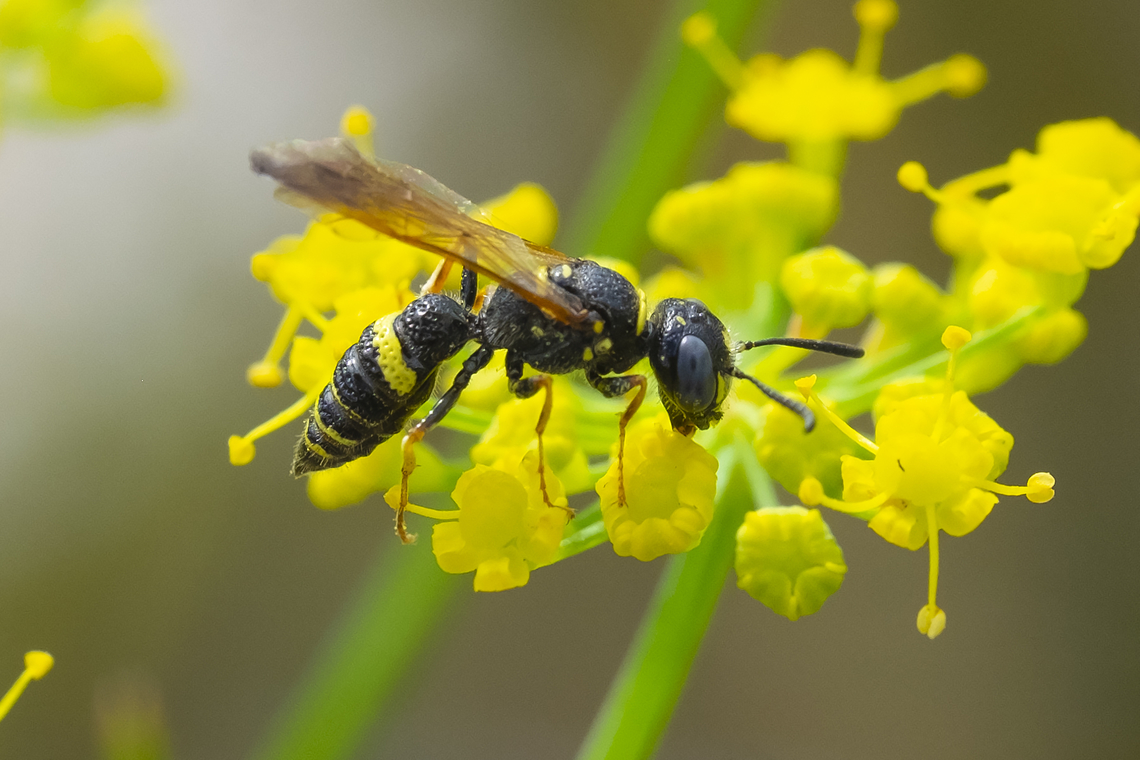 humped beewolf  Geotagged,Humped Beewolf,Philanthus gibbosus,Summer,United States