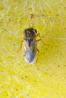 Big eyed bug  Geocoris pallens,Geotagged,Summer,United States
