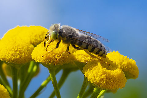 American sand wasp  American Sand Wasp,Bembix americana,Geotagged,Summer,United States