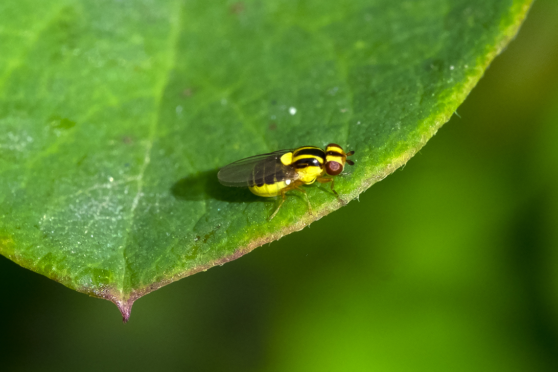 awesomely colorful tiny frit fly  Geotagged,Summer,Thaumatomyia glabra,United States