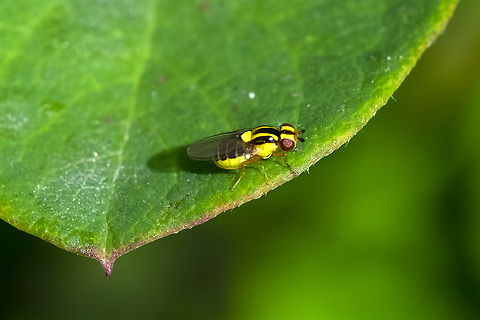 awesomely colorful tiny frit fly  Geotagged,Summer,Thaumatomyia glabra,United States