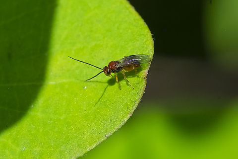Gall wasp - likely Cynipidae Possibly oak gall - quite similar to this little guy, who is sadly not named on the page.. https://nathistoc.bio.uci.edu/hymenopt/PBCyn12.htm Geotagged,Summer,United States