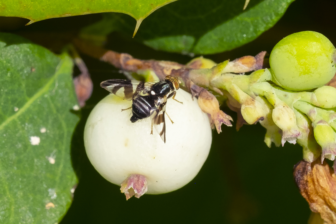 snowberry fruit fly obligingly right on a snowberry Geotagged,Rhagoletis zephyria,Summer,United States