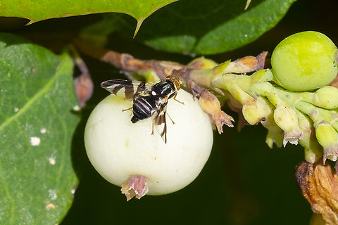 snowberry fruit fly obligingly right on a snowberry Geotagged,Rhagoletis zephyria,Summer,United States