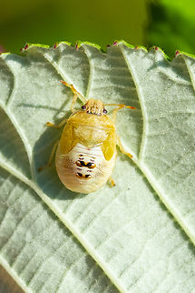 stink bug nymph I thought this one would be easy... but not so much. Not finding one colored like this. Geotagged,Summer,United States